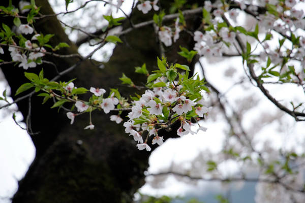 du lịch yamagata, hoa anh đào, mì ramen, nhật bản, yamagata, yamagata – vùng đất của hoa anh đào và mì ramen