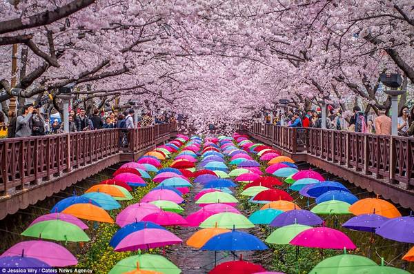Du lịch Nhật Bản và Hàn Quốc chiêm ngưỡng sắc hoa anh đào rực rỡ