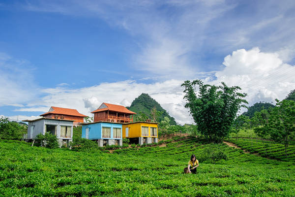 Du lịch Mộc Châu ngủ bungalow container ngắm những đồi chè xanh mát