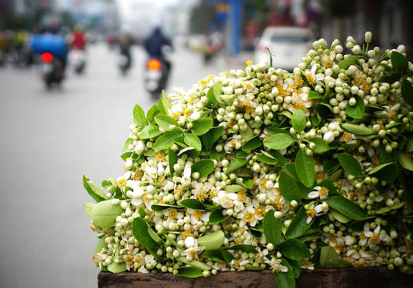 du lịch tháng 3, hoa bưởi, hoa sưa, ‘đặc sản’ tháng 3 gây thương nhớ khi du lịch hà nội