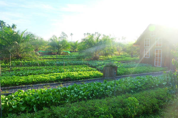 amphoe muang ranong, baan rai i arun, resort baan rai i arun, resort rau xanh, resort baan rai i arun ngập rau xanh được du khách việt săn lùng