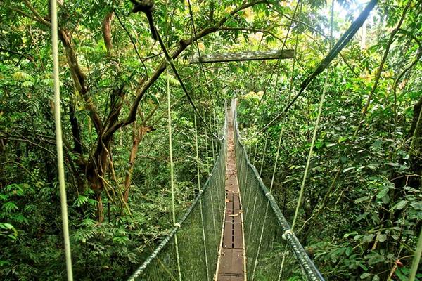 du lịch malaysia, khách sạn malaysia, thăm người rừng trong khu bảo tồn bền vững ở sepilok – malaysia