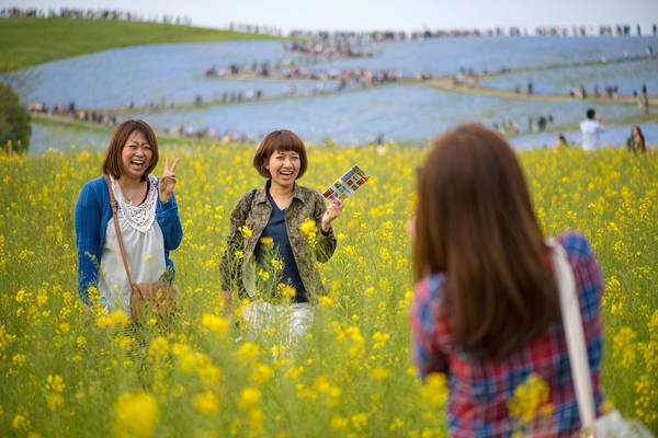 Lạc bước giữa ‘biển’ hoa ở công viên Hitachi Seaside Nhật Bản