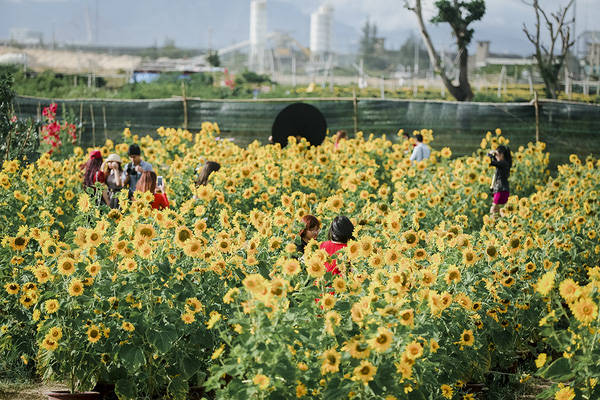 Sau Đà Lạt và Nghệ An, cuối cùng thì giới trẻ Đà Nẵng cũng đã có vườn hướng dương để chụp hình