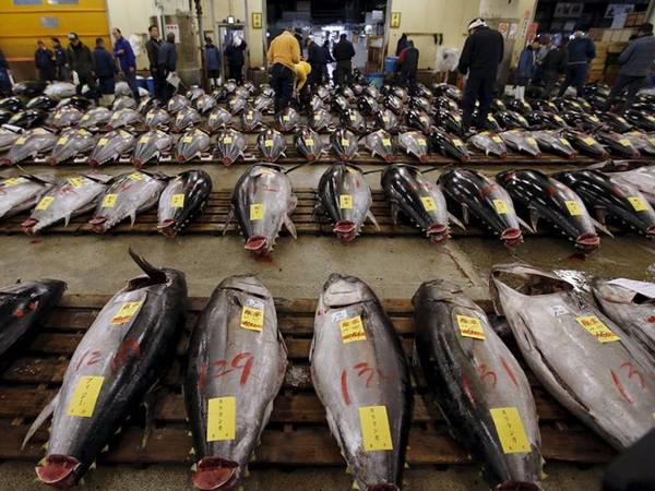 chợ cá tsukiji, khách sạn tokyo, chợ cá lớn nhất thế giới ở nhật bản