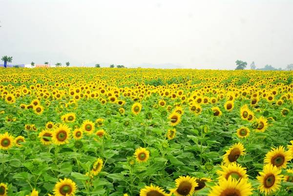 du lịch nghệ an, hoa hướng dương, ivivu.com, nghệ an, cánh đồng hoa hướng dương lớn nhất việt nam