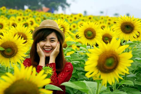 du lịch nghệ an, hoa hướng dương, ivivu.com, nghệ an, cánh đồng hoa hướng dương lớn nhất việt nam