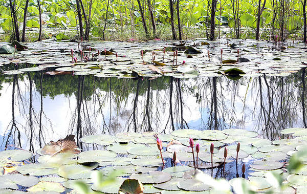 chùa hương, ivivu.com, du lịch hà nội ngắm suối yến đẹp như tranh vẽ mùa hoa súng