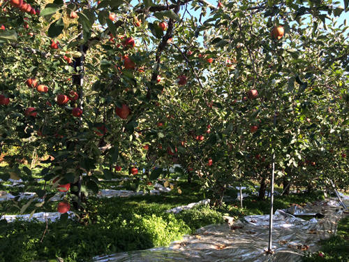 Tự tay bứt táo chín trên cây ở Hàn Quốc
