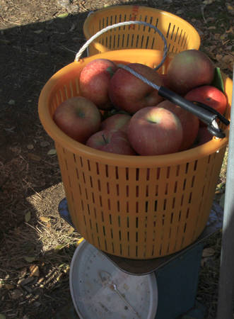 ivivu.com, tự tay bứt táo chín trên cây ở hàn quốc