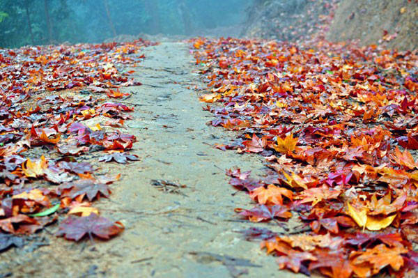 ivivu.com, việt nam, đặt khách sạn, vẻ đẹp những khu rừng khắp nước việt mùa thay lá