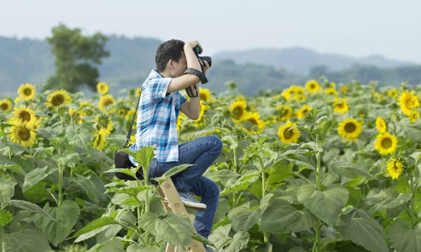 du lịch nghệ an, ivivu.com, đặt khách sạn, tháng 11 rủ nhau du lịch nghệ an ngắm cánh đồng hoa hướng dương nở rộ