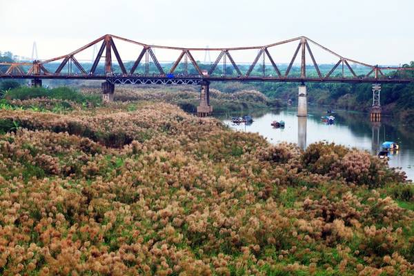 Du lịch Hà Nội ngắm mùa cỏ lau bên cây cầu trăm tuổi Long Biên