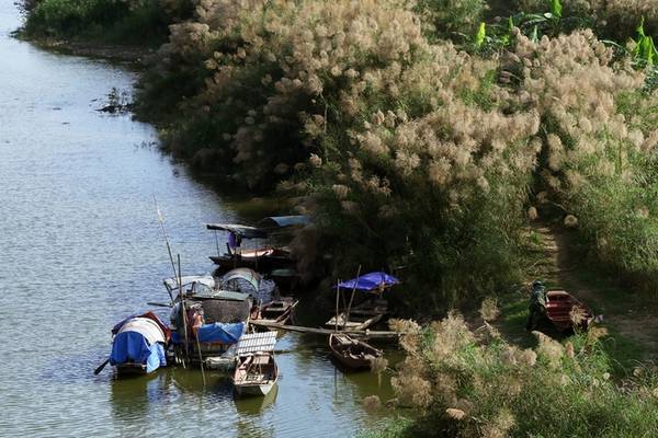 ivivu.com, du lịch hà nội ngắm mùa cỏ lau bên cây cầu trăm tuổi long biên