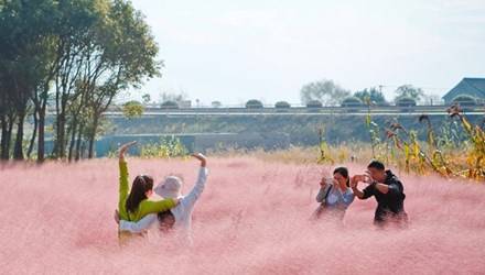 Du lịch Trung Quốc mê mẩn cánh đồng cỏ hồng đẹp như mơ