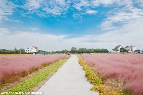 ivivu.com, du lịch trung quốc mê mẩn cánh đồng cỏ hồng đẹp như mơ