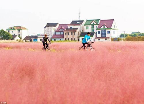 ivivu.com, du lịch trung quốc mê mẩn cánh đồng cỏ hồng đẹp như mơ
