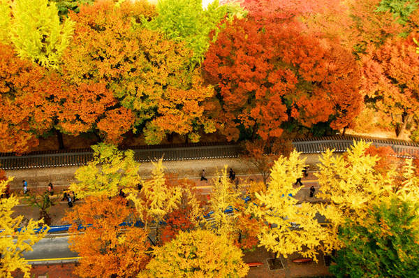 Những địa điểm ngắm lá vàng mùa thu lý tưởng khi du lịch Seoul