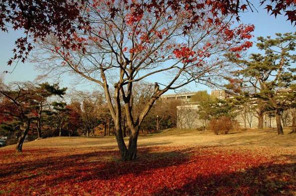 du lịch seoul, ivivu.com, khách sạn, những địa điểm ngắm lá vàng mùa thu lý tưởng khi du lịch seoul