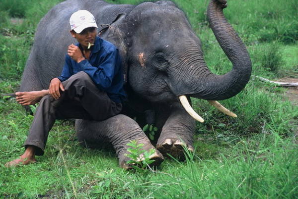 ​Chiêm ngưỡng voi Tây Nguyên qua ống kính người Nhật