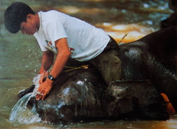 ivivu.com, ​chiêm ngưỡng voi tây nguyên qua ống kính người nhật
