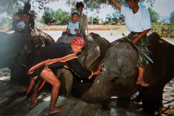 ivivu.com, ​chiêm ngưỡng voi tây nguyên qua ống kính người nhật