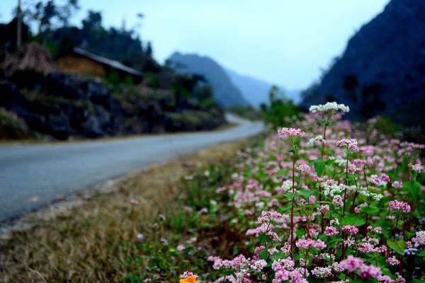 Tháng 10 rủ nhau du lịch Hà Giang ngắm hoa tam giác mạch