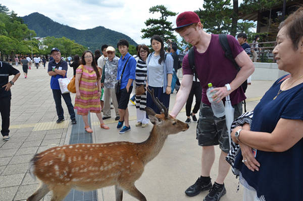 ​Du lịch Nhật Bản tham quan những ‘công dân’ hươu trên đảo Miyajima