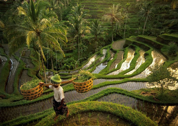 Giải đáp 10 câu hỏi thường gặp khi du lịch đảo Bali