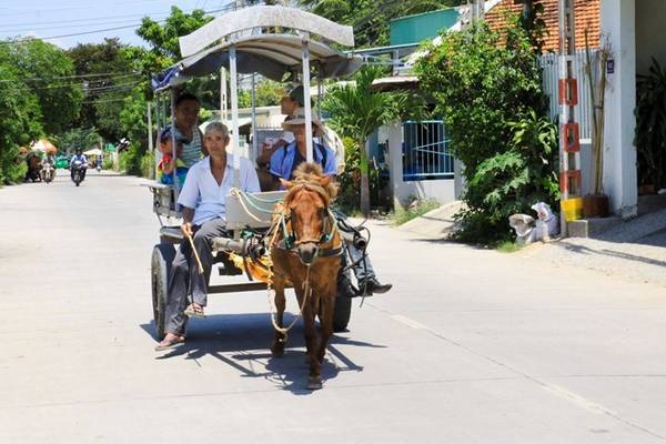 Du lịch Nha Trang trải nghiệm khám phá ngoại ô bằng xe ngựa
