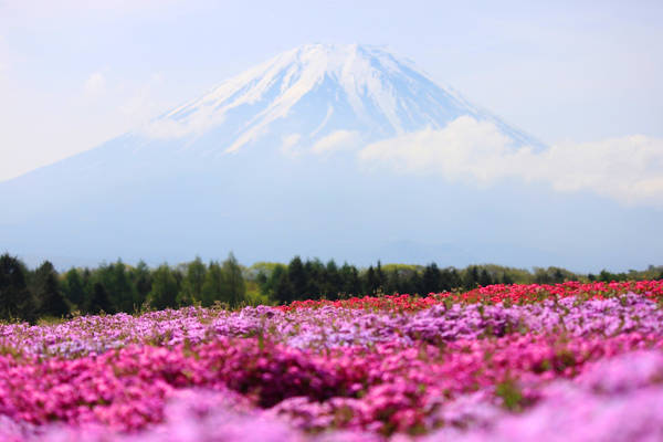 ivivu.com, núi phú sĩ, 8 điểm đến lý tưởng để ngắm trọn vẹn vẻ đẹp núi phú sĩ khi du lịch nhật bản