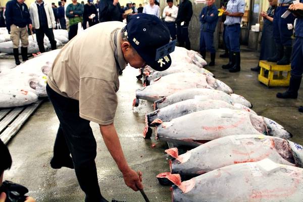 Du lịch Nhật Bản tham dự phiên đấu giá cá ngừ tại chợ Tsukiji