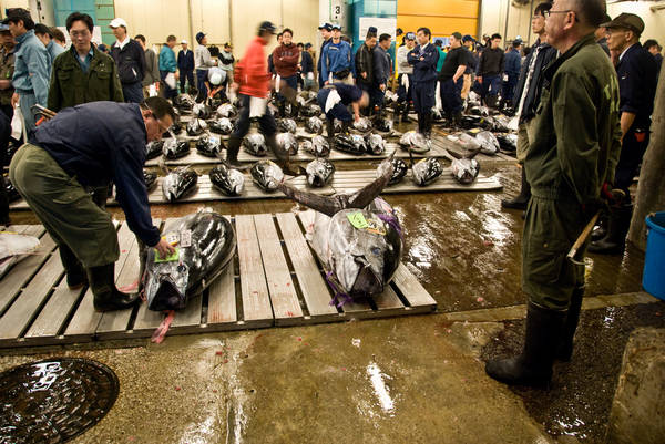chợ tsukiji, ivivu.com, đặt phòng giá rẻ, đấu giá cá ngừ, du lịch nhật bản tham dự phiên đấu giá cá ngừ tại chợ tsukiji