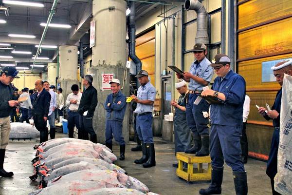 chợ tsukiji, ivivu.com, đặt phòng giá rẻ, đấu giá cá ngừ, du lịch nhật bản tham dự phiên đấu giá cá ngừ tại chợ tsukiji