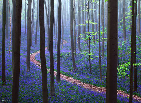 ivivu.com, 22 khu rừng đẹp ma mị tưởng chỉ có trong phim cổ tích