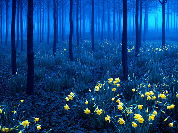 ivivu.com, 22 khu rừng đẹp ma mị tưởng chỉ có trong phim cổ tích