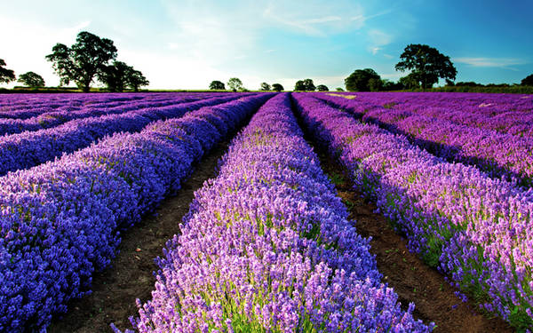 ảnh đẹp du lịch, ảnh đẹp trong ngày, cánh đồng hoa, hoa nghệ tây, hoa oải hương, mê mẩn những vườn hoa tím biếc