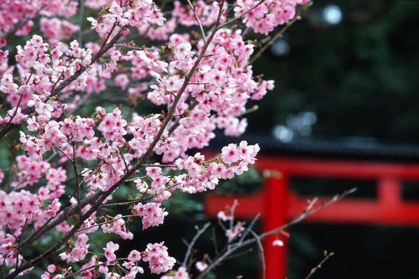 Mùa hoa anh đào Nhật Bản sắp tới