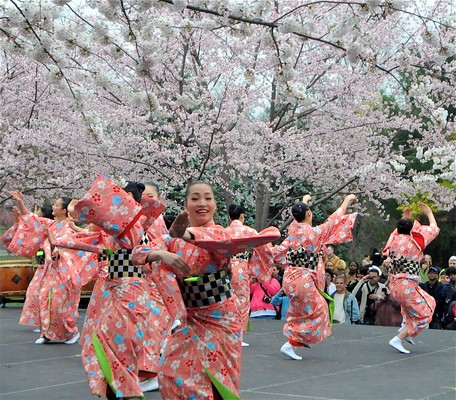 hoa anh đào, khách sạn kyoto, khách sạn osaka, khách sạn tokyo, nhật bản, mùa hoa anh đào nhật bản sắp tới