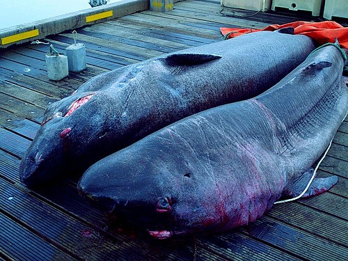 Cá mập thối – món vừa ăn vừa bịt mũi