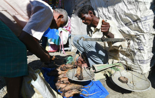 Bên trong khu chợ bán ‘đặc sản’ thịt chuột ở Ấn Độ