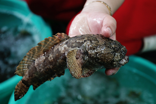 Cá mao ếch – đặc sản nhiều người không dám thử ở Cần Giờ