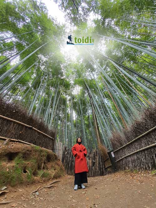 địa điểm nước ngoài, arashiyama rừng trúc đẹp như phim kiếm hiệp ở  kyoto, nhật bản