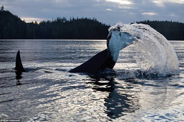 du lịch alaska, du lịch mỹ, đảo marble, cuộc sống trên đảo vây quanh bởi cá voi và gấu đen