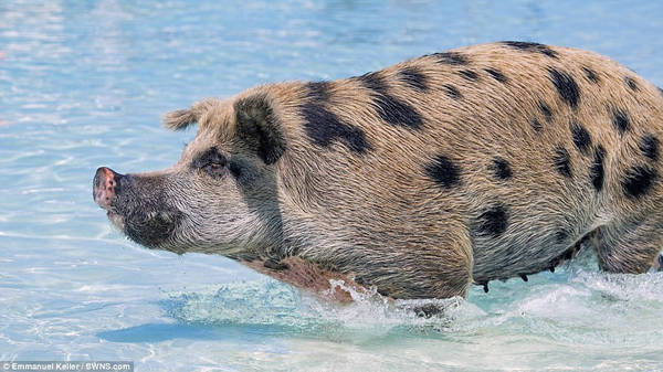 du lịch bahamas, quần đảo bahamas, lợn bơi giỏi kiếm ăn ở quần đảo bahamas
