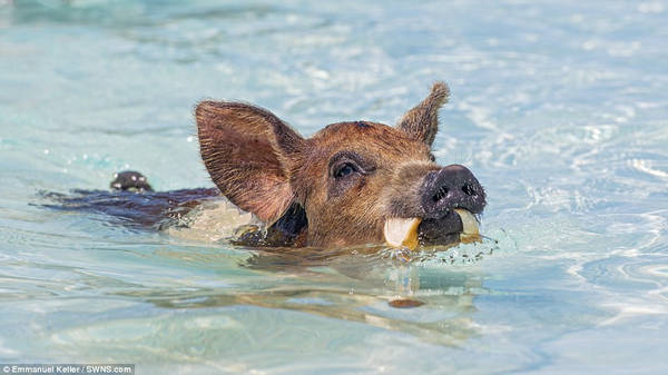 du lịch bahamas, quần đảo bahamas, lợn bơi giỏi kiếm ăn ở quần đảo bahamas
