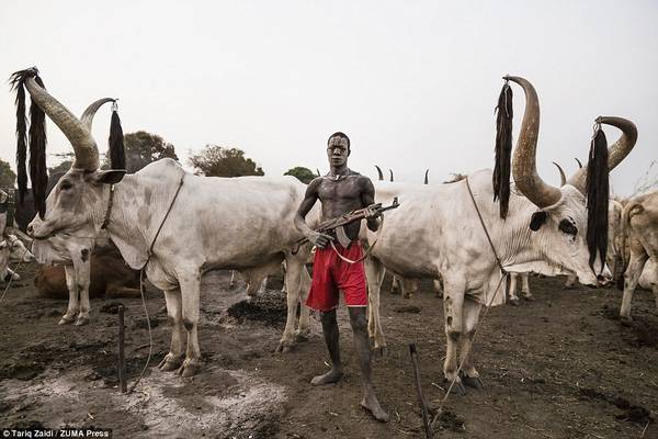 bộ tộc mundari, nam sudan, bộ tộc gội đầu bằng nước tiểu bò, dùng phân làm thuốc