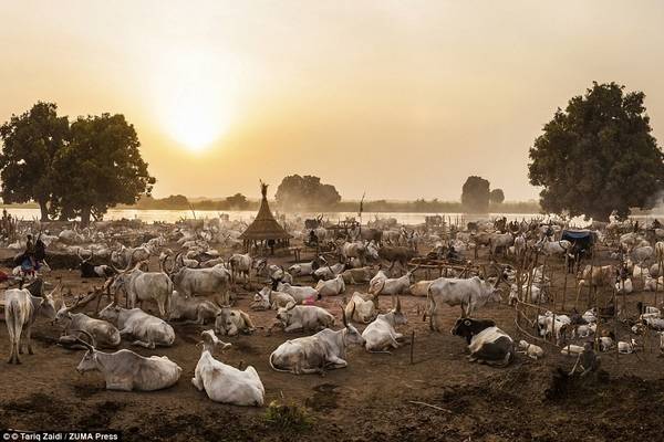 bộ tộc mundari, nam sudan, bộ tộc gội đầu bằng nước tiểu bò, dùng phân làm thuốc