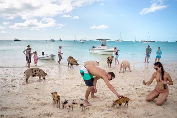 du lịch bahamas, khám phá bahamas, tour du lịch bahamas, đảo bahamas, hòn đảo đầy lợn bơi giỏi, biết xin ăn