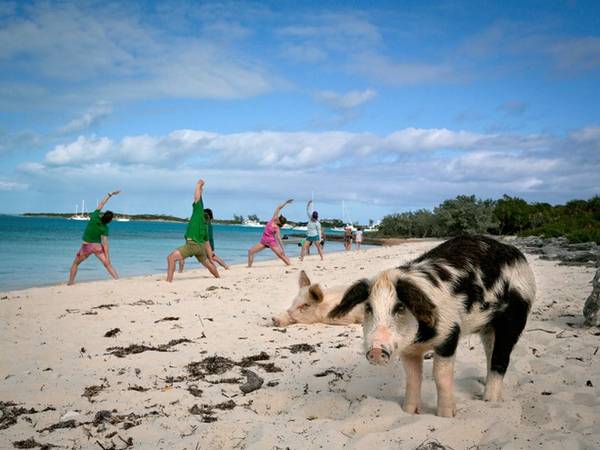 du lịch bahamas, khám phá bahamas, tour du lịch bahamas, đảo bahamas, hòn đảo đầy lợn bơi giỏi, biết xin ăn